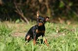 PINSCHER NAIN 172